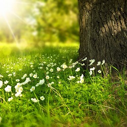 spring flowers next to a tree (image: Larisa Koshkina via Pixabay)