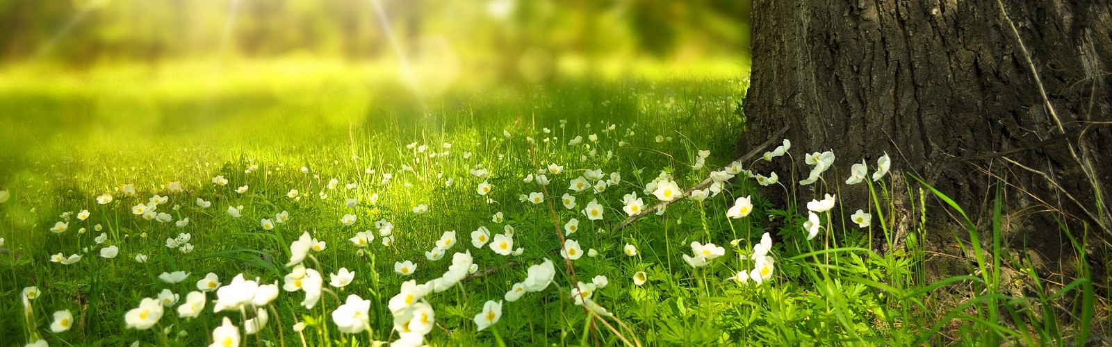 Spring meadow (image: Larissa Koshkina / Pixabay)