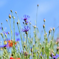 cornflower in a meadow (image: Capri / Pixabay)